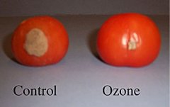臭氧可以在數(shù)周內(nèi)保護水果免受腐爛